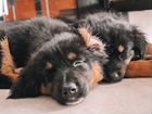 Два щенка - метисы овчарки ищут дом объявление продам