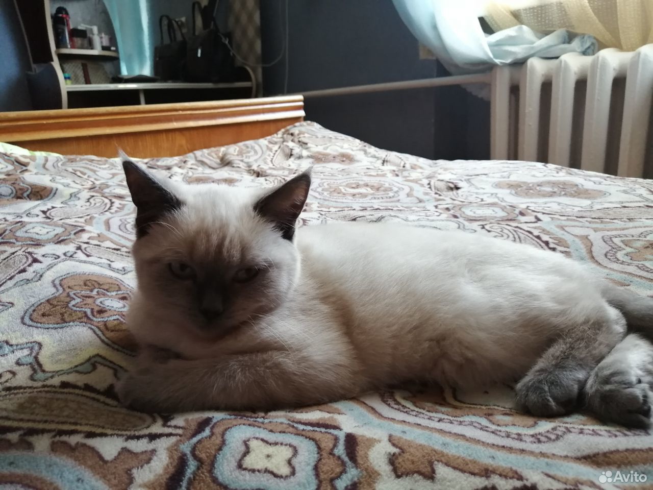 Кошка