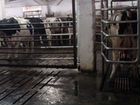 Молочный завод и сельхозпредприятие объявление продам