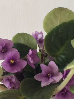 Нежные фиалки