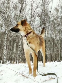 Собака Мегги в добрые руки