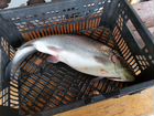 Рыбалка в Хакасии объявление продам