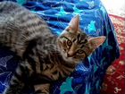 Бенгальские котята помесь метис в дар
