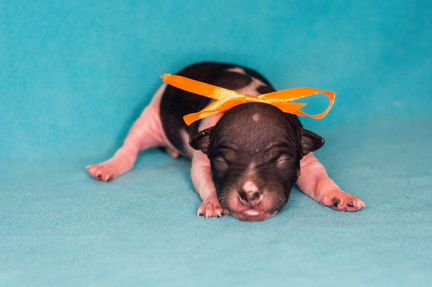 Щенки Американского голого терьера агт