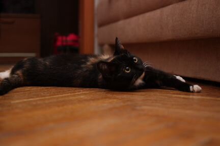 Урочка котенок