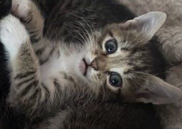 Котенок в добрые руки