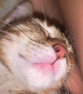 Кошка