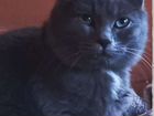 Котик русской голубой объявление продам