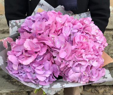 Гортензия розовая 5 шт
