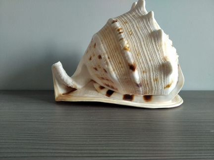 Ракушка Кассис