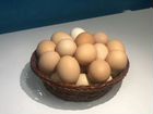Продам домашнее куриное яйцо