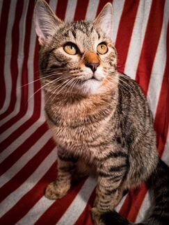 Котик 6 месяцев ищет своих любящих хозяев