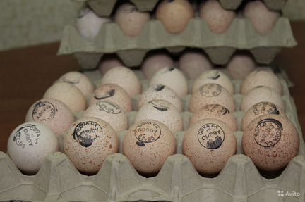 Инкубационное яйцо индейки Хайбрид