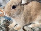 Карликовый вислоухий кролик объявление продам