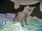 Русская голубая котёнок девочка 3 месяца объявление продам