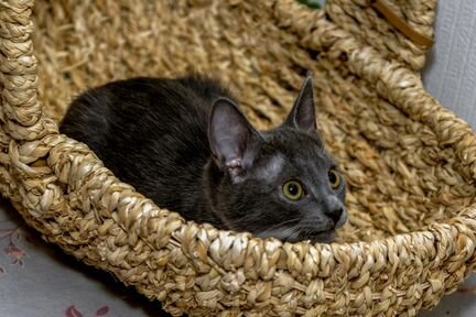 Котик в добрые руки