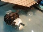 Красноухая черепаха с аквариумом полностью комплек