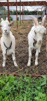 Продаем козлят и коз зааненских и альпийских - фотография № 4