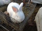 Племенные кролик - нзб, калифорнийская,серебристый объявление продам
