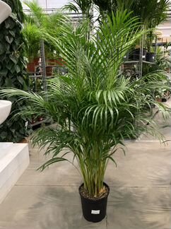 Пальма хризалидокарпус арека 170 см