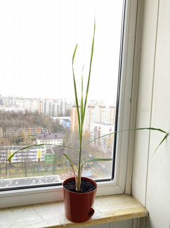 Лемонграсс (лимонная трава, лимонное сорго)