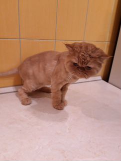 Гигиеническая стрижка кошек