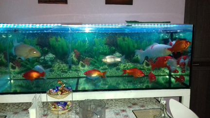 Аквариум 600 литров вместе с оборудование и рыбами