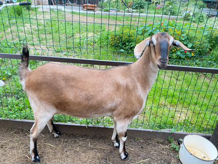 Англо нубийская коза - фотография № 2