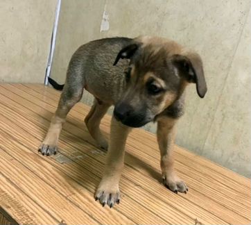 Щенок мальчик 2 с половиной месяца