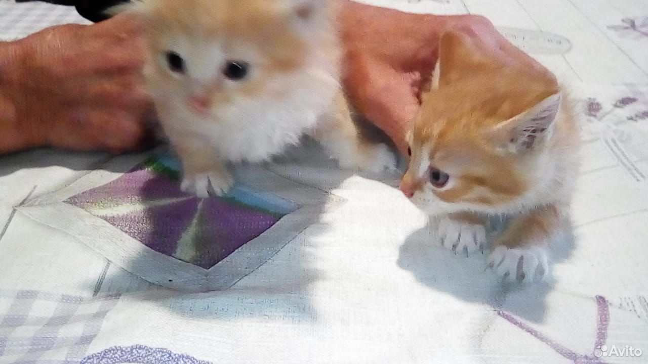 Котики Рыжики