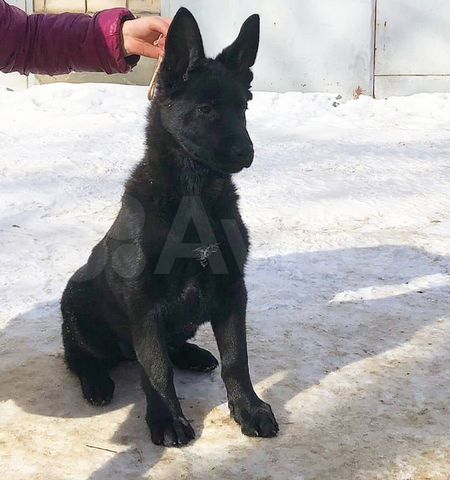 Восточноевропейская овчарка, щенок 4 мес