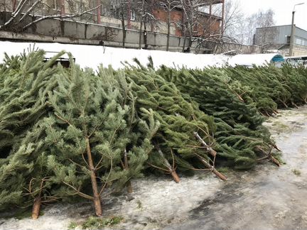 Сосна живая срезанная новогодняя 2 метра