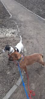 Коррекция поведения ваших питомцев, выгул с элемен