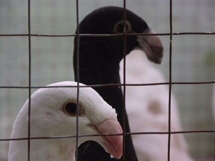 Голуби. Немецкие выставочные