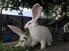 Породистые кролики(мясо кролика на заказ)