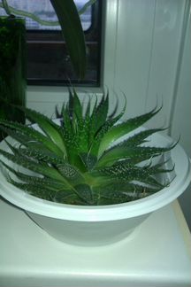 Хавортия Диаметр-18 см