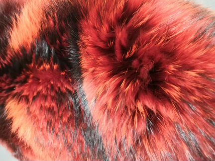 Енот финский крашеный