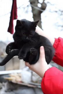 Черная кошечка, котёнок котята в добрые руки, бесп