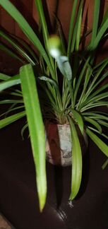 Хлорофитум