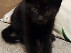 Британская черная кошка, удача в Ваш дом