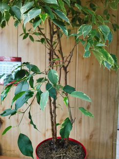 Бенджамина