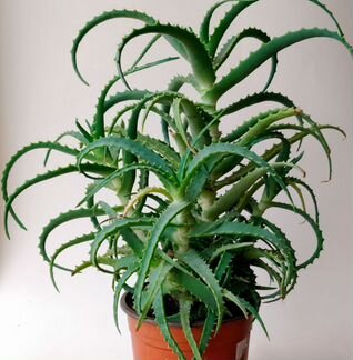 Алоэ или столетник и герань лечебная