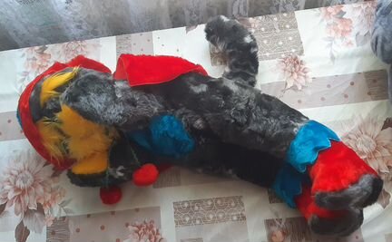 Кот в сапогах (новый)