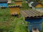Ульи с пчелами