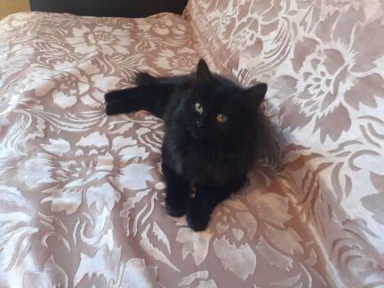 Черный котенок мальчик 4мес. Марик