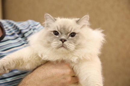 Котик Рэгдолл